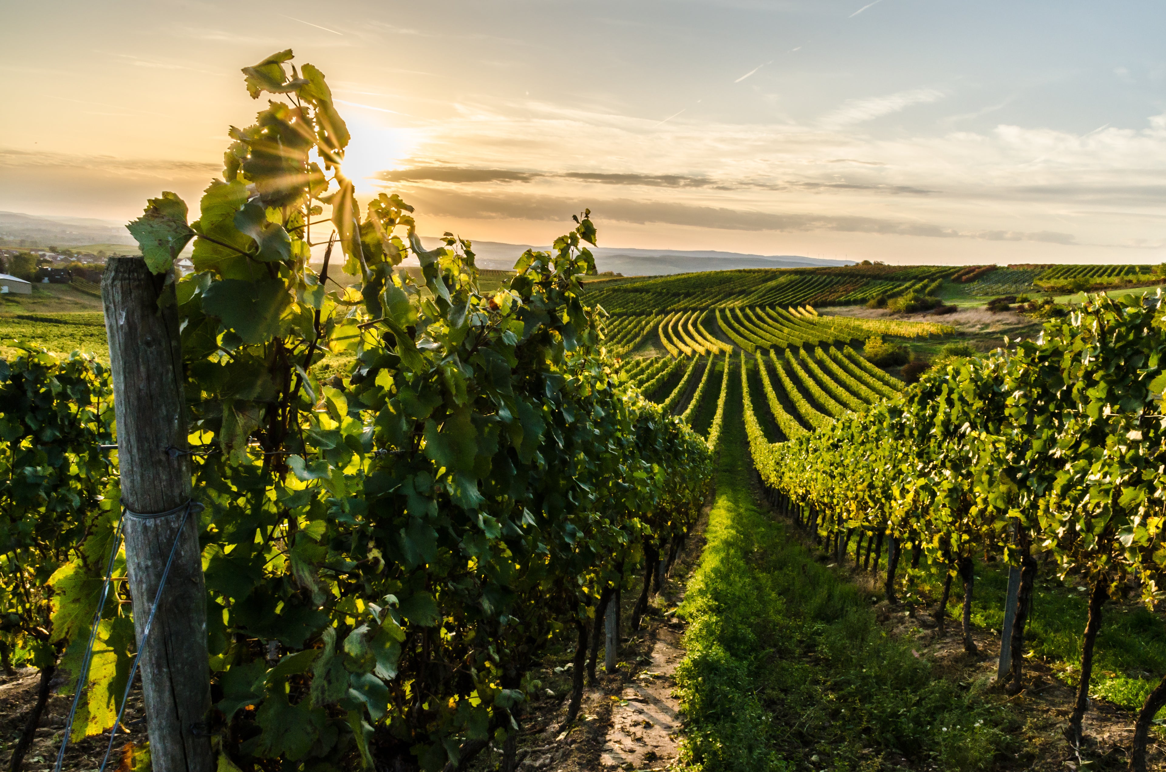 Grüne Weinreben in geschwungenen Reihen bei Sonnenuntergang. Im Hintergrund sanfte Hügel und ein kleines Dorf.